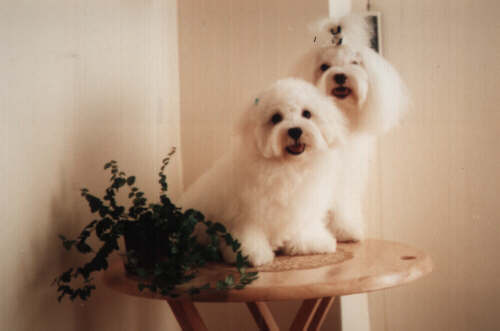 doudou.jpg (14676 bytes)